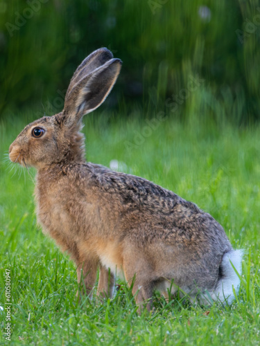 posing hare