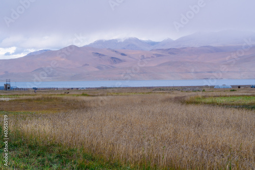 grasslands  Lake Moriri  mountains  cloudy sky. Beautiful scenery at the mountain lake  Ladakh  India