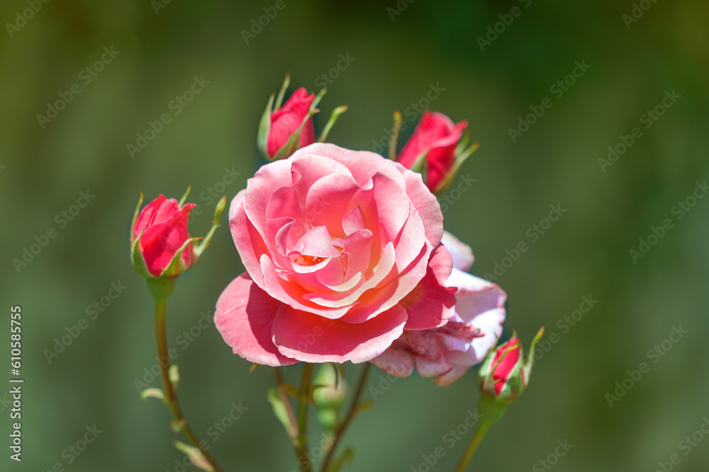Blooming pink rose flower in a garden. Blooming pink rose flower in a garden.