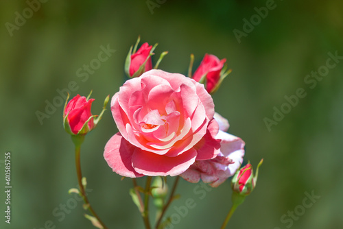 Blooming pink rose flower in a garden.
