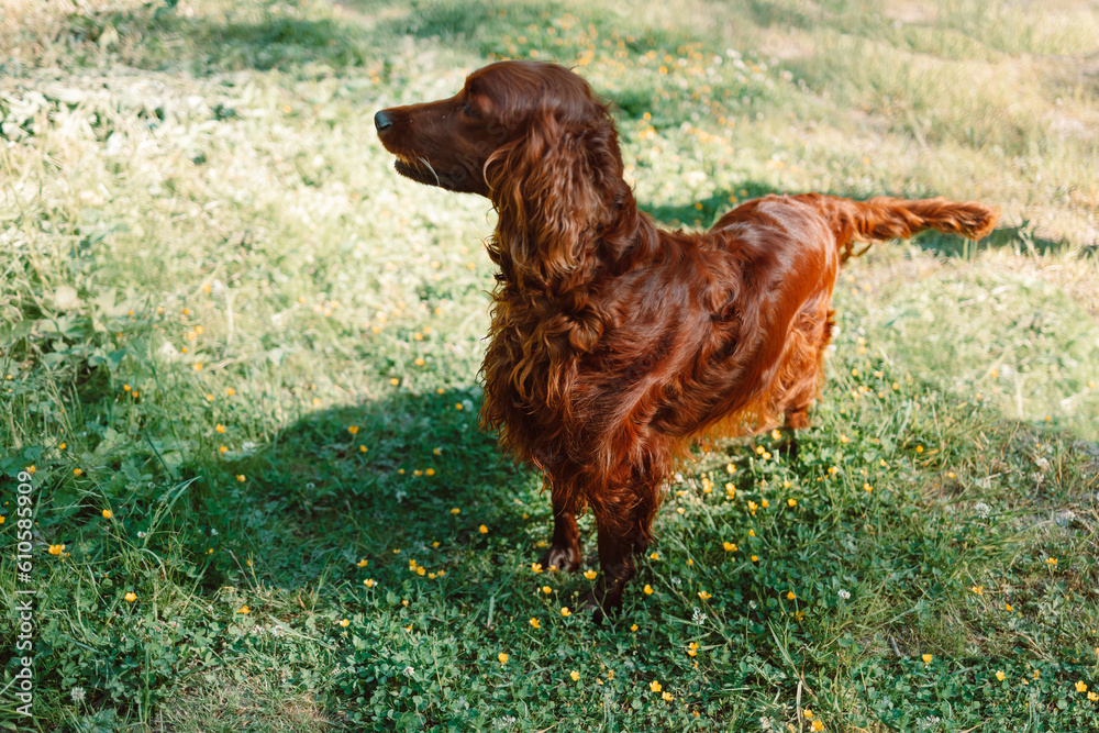 Portrait of Happy brown cute Irish Setter puppy dog with foliage bokeh background. Head shot of smile dog with colorful spring leaf at sunset with space for text. High quality photo Portrait of Happy brown cute Irish Setter puppy dog with foliage bokeh background. Head shot of smile dog with colorful spring leaf at sunset with space for text. High quality photo