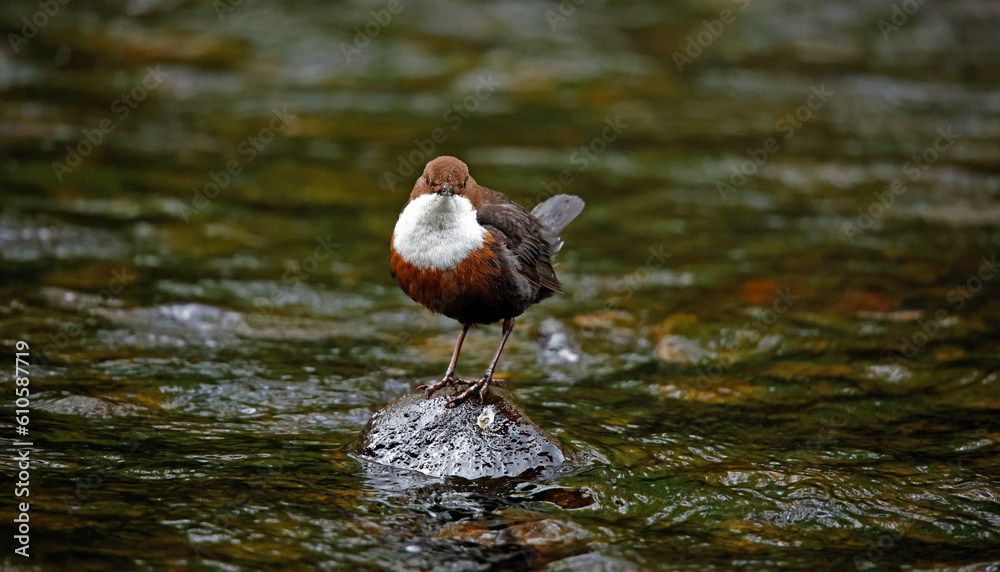 Fototapeta premium Eurasian dipper searching for food along the river