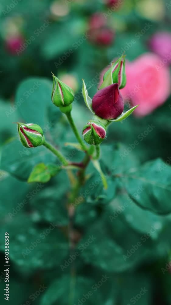 Summer blooming roses, green flowers, natural petals, and fresh plants Summer blooming roses, green flowers, natural petals, and fresh plants