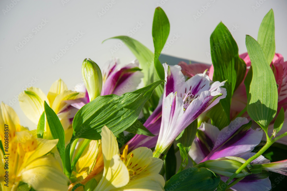 Alstroemeria flowers. Floral blurred background with selective focus. A delicate festive composition.