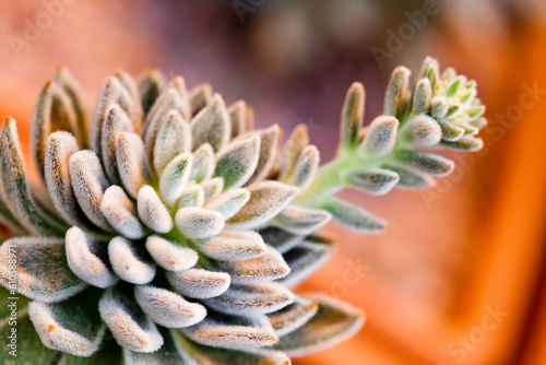 Photos Succulent plant echeveria