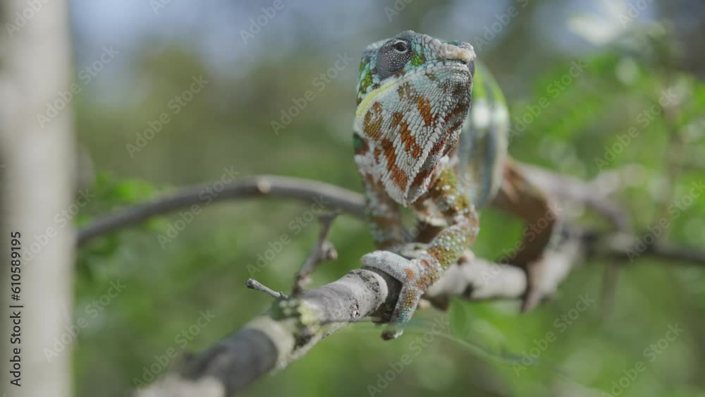 Green chameleon sits on branch, looks around and slowly backs away on sunny day on green trees background. Panther chameleon (Furcifer pardalis). Front side Green chameleon sits on branch, looks around and slowly backs away on sunny day on green trees background. Panther chameleon (Furcifer pardalis). Front side
