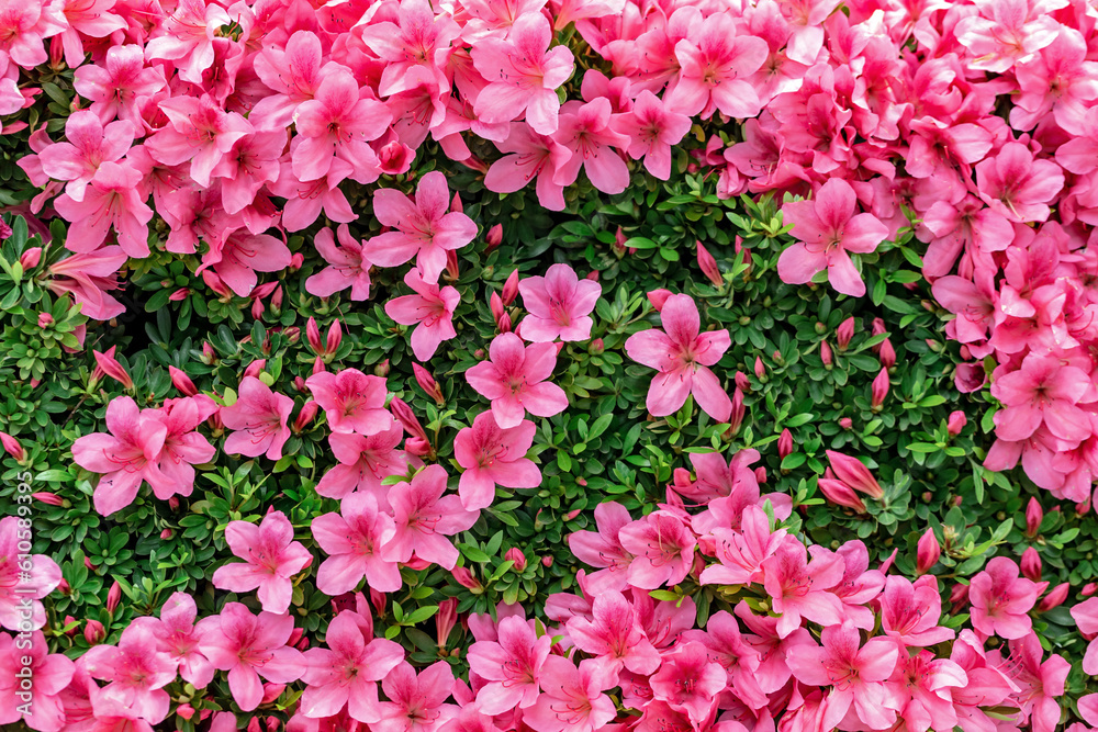 Blooming pink azalea flowers close up nature spring background Blooming pink azalea flowers close up nature spring background