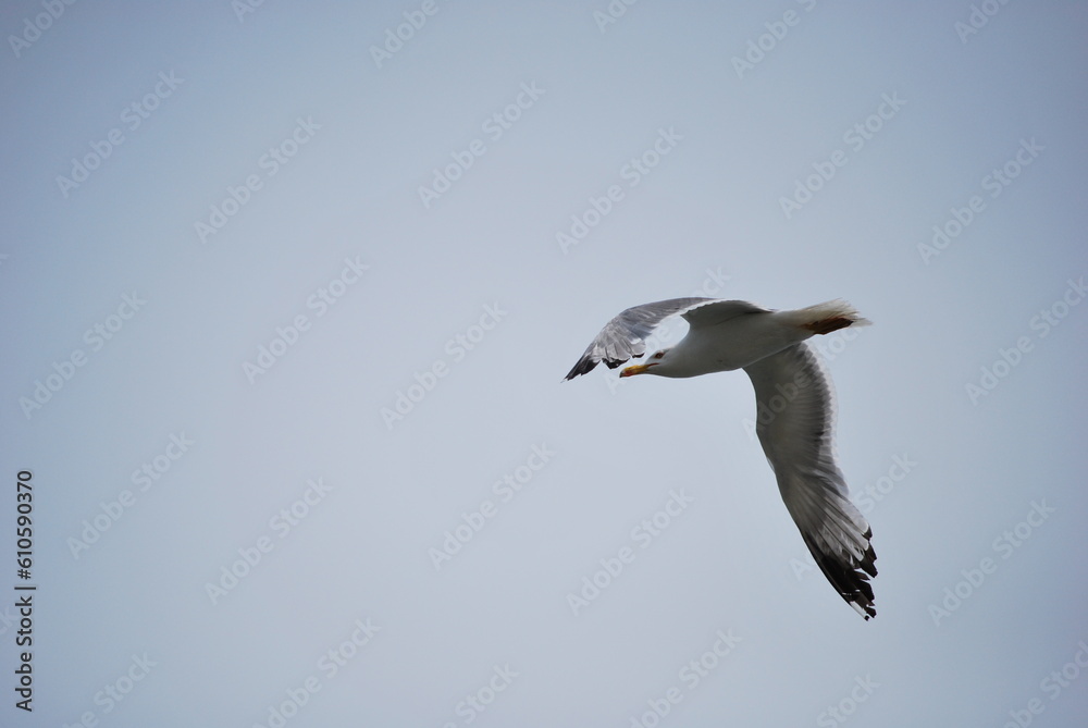 Obraz premium Seagull in flight