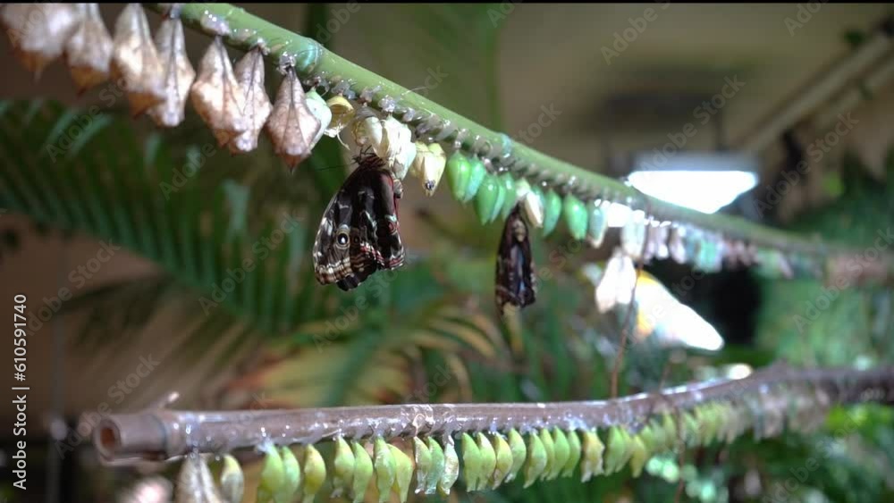 Butterflies fly in butterfly gardens, eat food. Butterfly farm ... Biology Diagrams