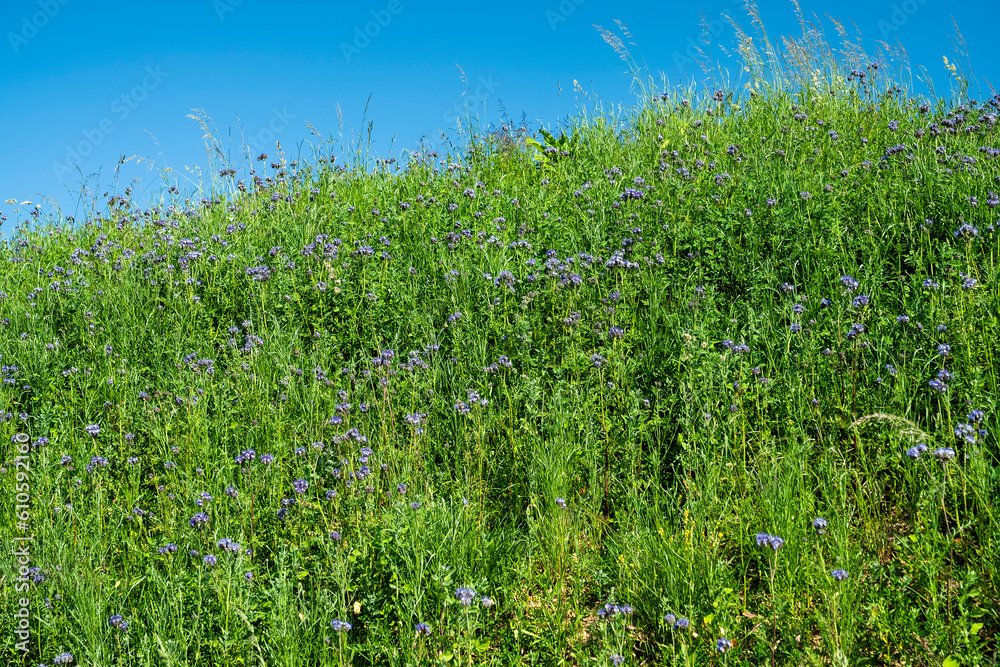 Obraz premium Hügel mit Gras und Rainfarn-Phazelien bewachsen
