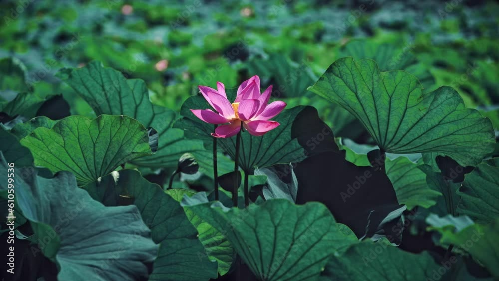 Summer Lotus Pond Classical Natural leaf flowers Poetic Wind rain dew petal Summer Lotus Pond Classical Natural leaf flowers Poetic Wind rain dew petal