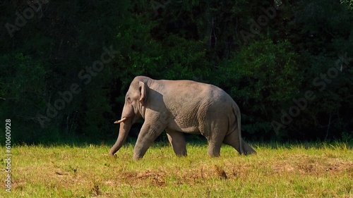 A beautiful elephant in the forest