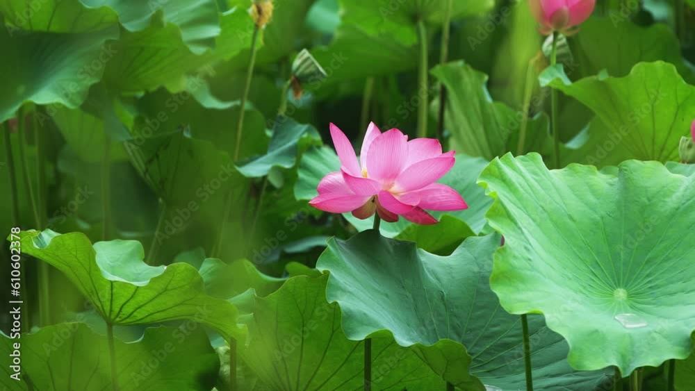 Summer Lotus Pond Classical Natural leaf flowers Poetic Wind rain dew petal Summer Lotus Pond Classical Natural leaf flowers Poetic Wind rain dew petal