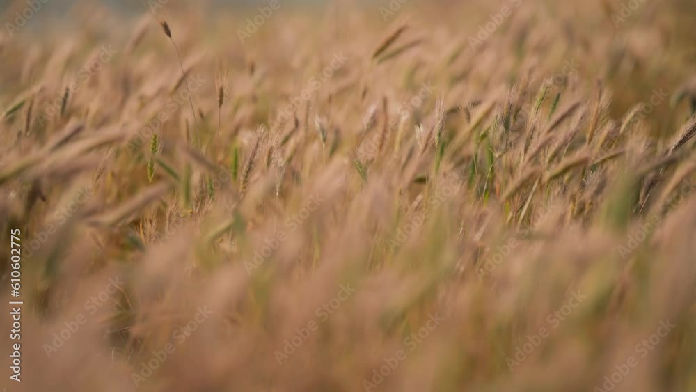 Wild wheat close up ground level shot on windy sunny day, orange and green Wild wheat close up ground level shot on windy sunny day, orange and green