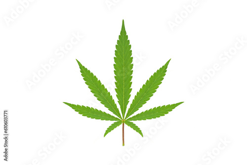 Cannabis leaves isolated on transparent background  For montage product display or design key visual layout  Growing medical marijuana.Png file