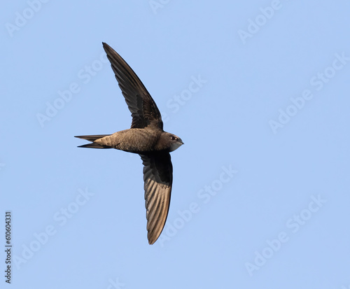 Common swift, Apus apus. A bird flies against a blue sky