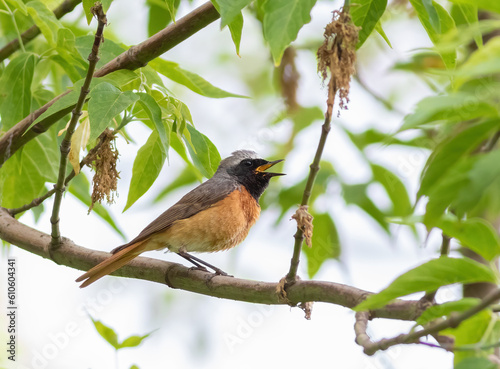 Common redstart, Phoenicurus phoenicurus. The male sits on a branch and sings