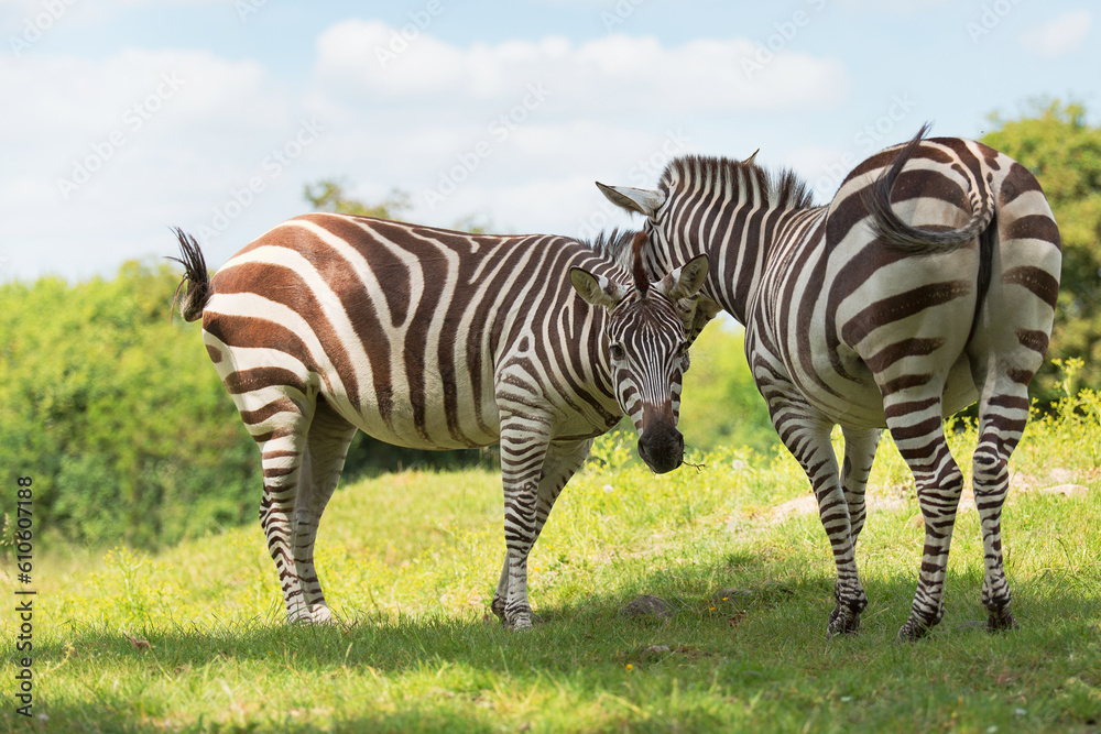 Two zebras stand side by side in a meadow. Striped mammals are animals of the horse genus. Conservation and protection of animals in Africa, Ethiopia. Two zebras stand side by side in a meadow. Striped mammals are animals of the horse genus. Conservation and protection of animals in Africa, Ethiopia.
