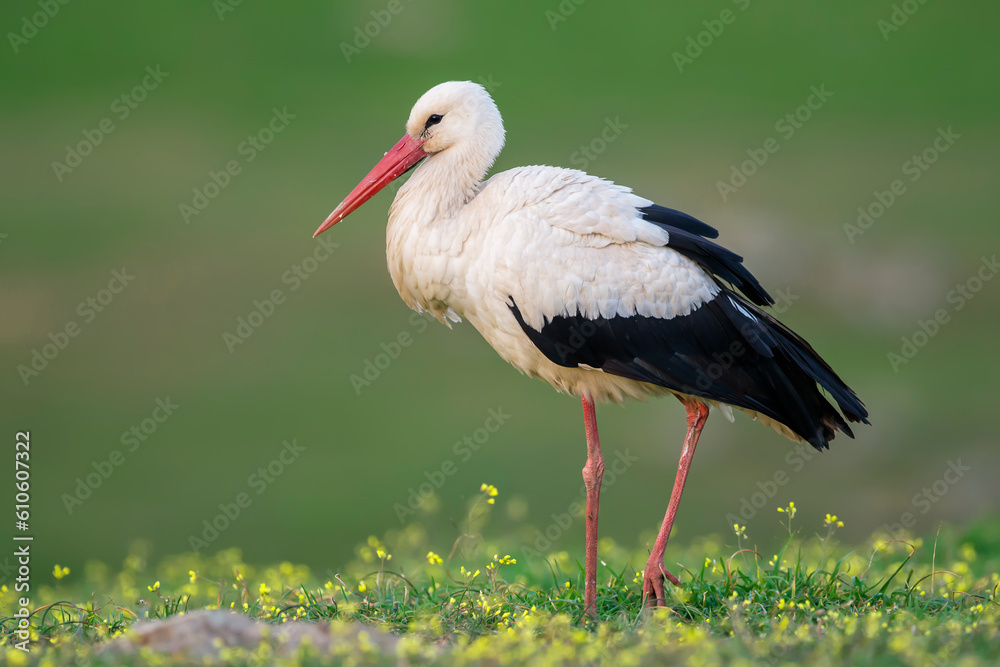 White stork (Ciconia ciconia) in the wild White stork (Ciconia ciconia) in the wild