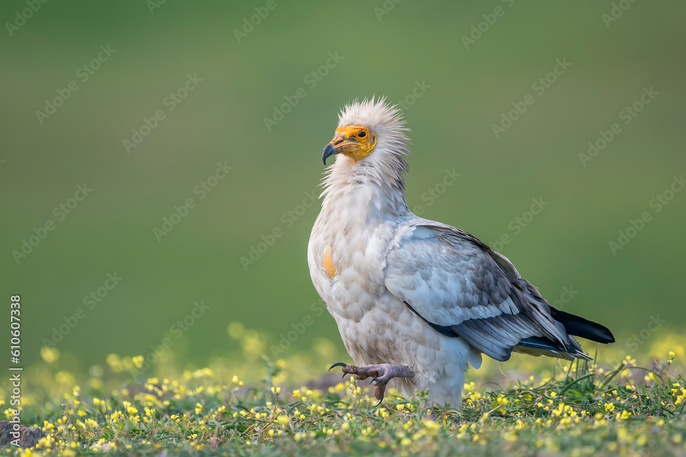Egyptian vulture (Neophron percnopterus) in the wild Egyptian vulture (Neophron percnopterus) in the wild