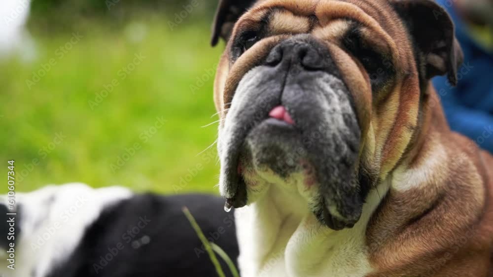 Funny beautiful classic Red English British Bulldog Dog out for a walk looking up sitting in the grass in forest on sunny day at sunset Funny beautiful classic Red English British Bulldog Dog out for a walk looking up sitting in the grass in forest on sunny day at sunset