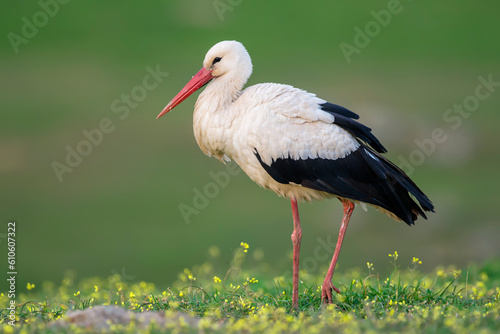 White stork (Ciconia ciconia) in the wild