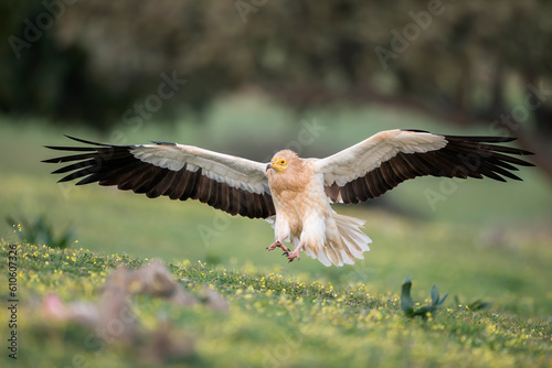 Foto Egyptian vulture (Neophron percnopterus) in the wild