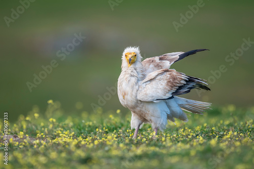 Fotografia Egyptian vulture (Neophron percnopterus) in the wild