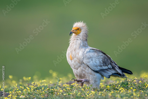Egyptian vulture (Neophron percnopterus) in the wild photo