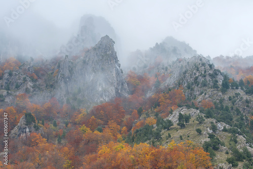 Autumn colors in the forest