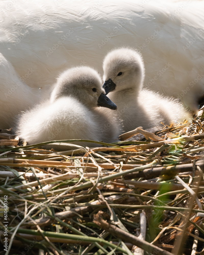 closeup of two baby swans in a nest closeup of two baby swans in a nest