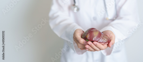 Doctor holding human Liver anatomy model. Liver cancer and Tumor, Jaundice, Viral Hepatitis A, B, C, D, E, Cirrhosis, Failure, Enlarged, Hepatic Encephalopathy, Ascites Fluid in Belly and health