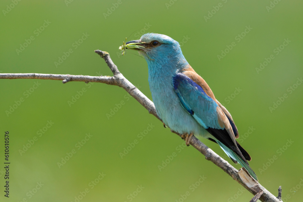 lilac breasted roller on a branch eat grasshopper