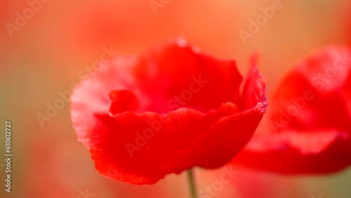 Close-up of a red poppy flowers gently blowing in the breeze. photo