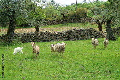 Ovejas en Portugal