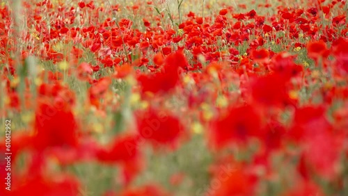 Rack focus across a meadow of red poppy flowers.