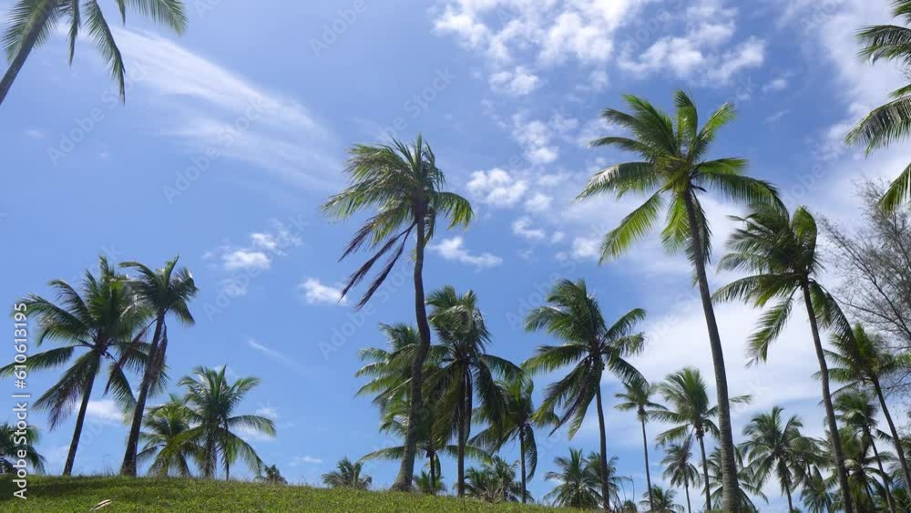 palm trees and beautiful sky over sea Amazing light nature colorful landscape Beautiful light blue nature sky and clouds seascape. palm trees and beautiful sky over sea Amazing light nature colorful landscape Beautiful light blue nature sky and clouds seascape.