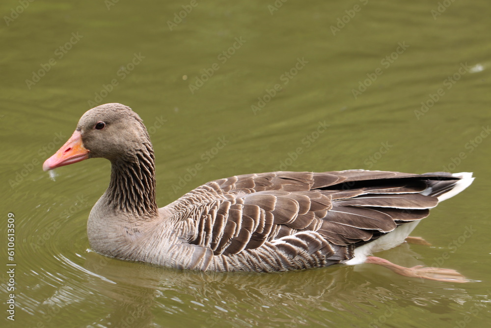greylag or graylag goose (Anser anser) swimming in a pond greylag or graylag goose (Anser anser) swimming in a pond