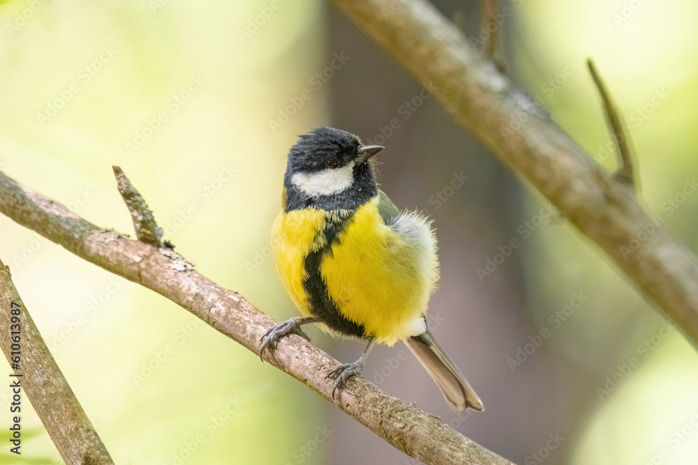 Obraz premium tit is sitting on a tree branch