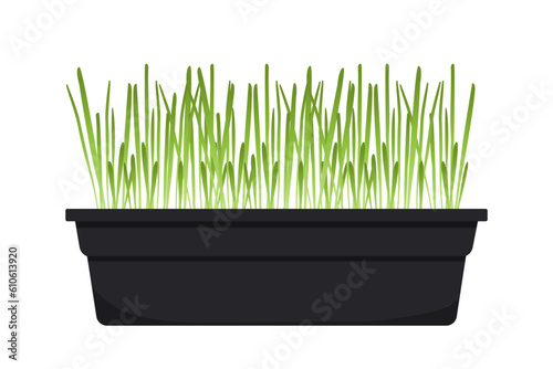 Evergreen green sprouts in pot concept. Decor and interior elements for apartments and houses. Floristry and botany, agriculture. Cartoon flat vector illustration isolated on white background