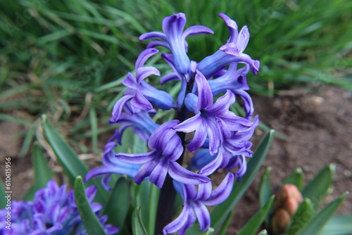 Picture of the Hyacinth Early Bloomer