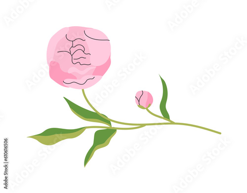 Pink elegant peony concept. Beautiful flower. Symbol of summer and spring seasons. Gift for wedding or valentines day. Cartoon flat vector collection isolated on white background photo