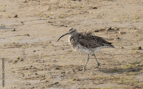 Regenbrachvogel  Numenius phaeopus 