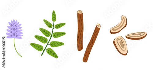 Set of Licorice plant, flowers and leaves. Medical herbs illustration.	