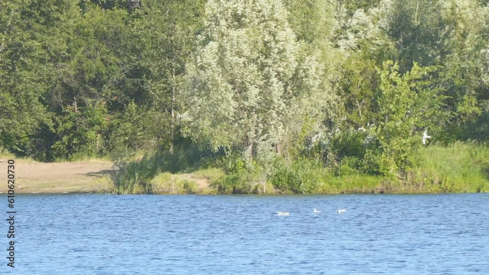 White birds sit on the surface of the lake in windy weather. River gulls on the lake White birds sit on the surface of the lake in windy weather. River gulls on the lake