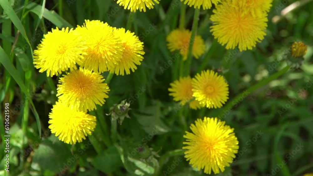 Yellow flowers dandelions on a green meadow in spring. Dandelion flower in the wind. Nature background. Buds in the sunlight. Flora petals. Botany beauty. Floral bloom. Wild field plant. Blooming mood Yellow flowers dandelions on a green meadow in spring. Dandelion flower in the wind. Nature background. Buds in the sunlight. Flora petals. Botany beauty. Floral bloom. Wild field plant. Blooming mood