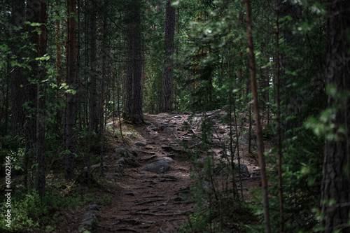 Photo of a dark forest road