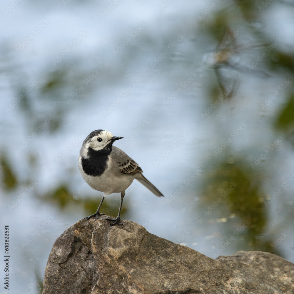 Obraz premium Close up shot of a wagtail standing on the rock and looking behind