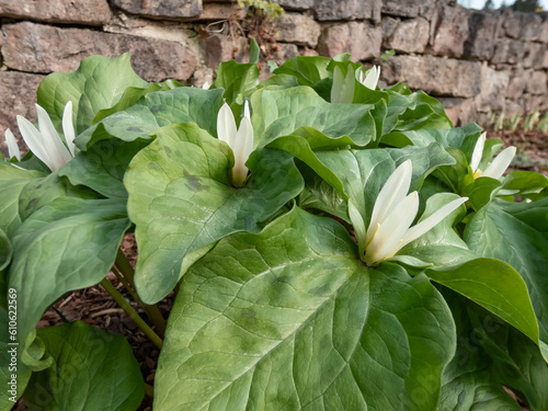 Giant Trillium or Great Western Wake Robin (Trillium albidum or parviflorum) flowering with elfin, pure white flowers in the garden photo