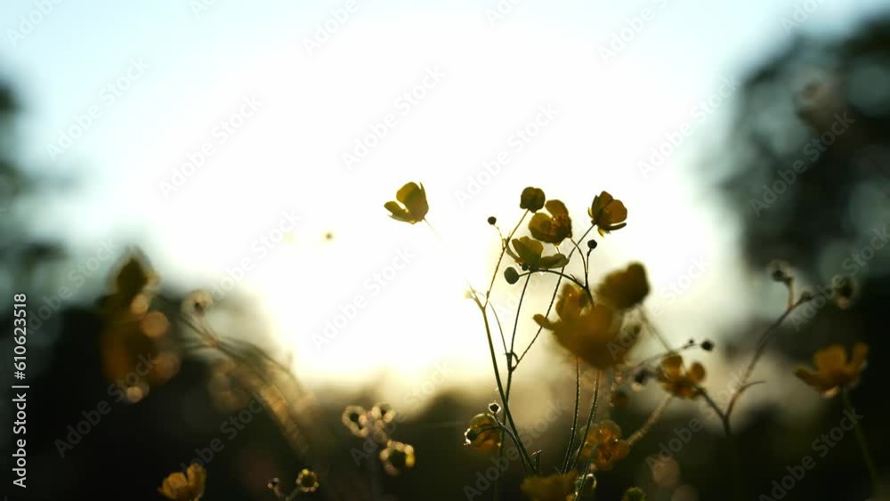 Beautiful closeup yellow flower in garden

